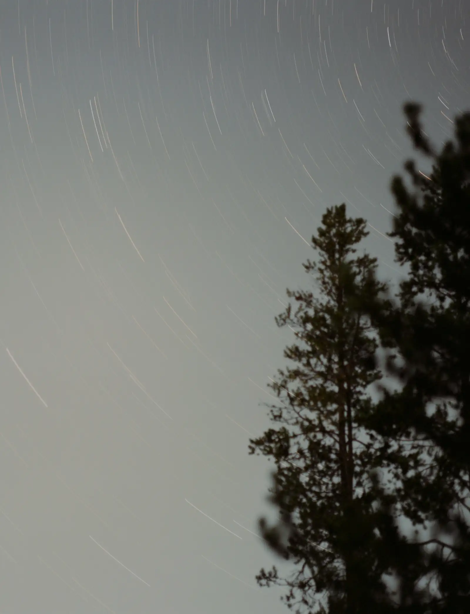 星の軌跡が流れる夜空と木々